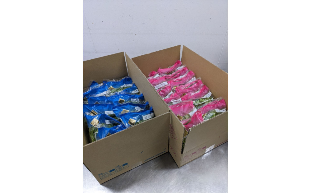 Osaka Agri Marche フリルレタス・バタビアレタス