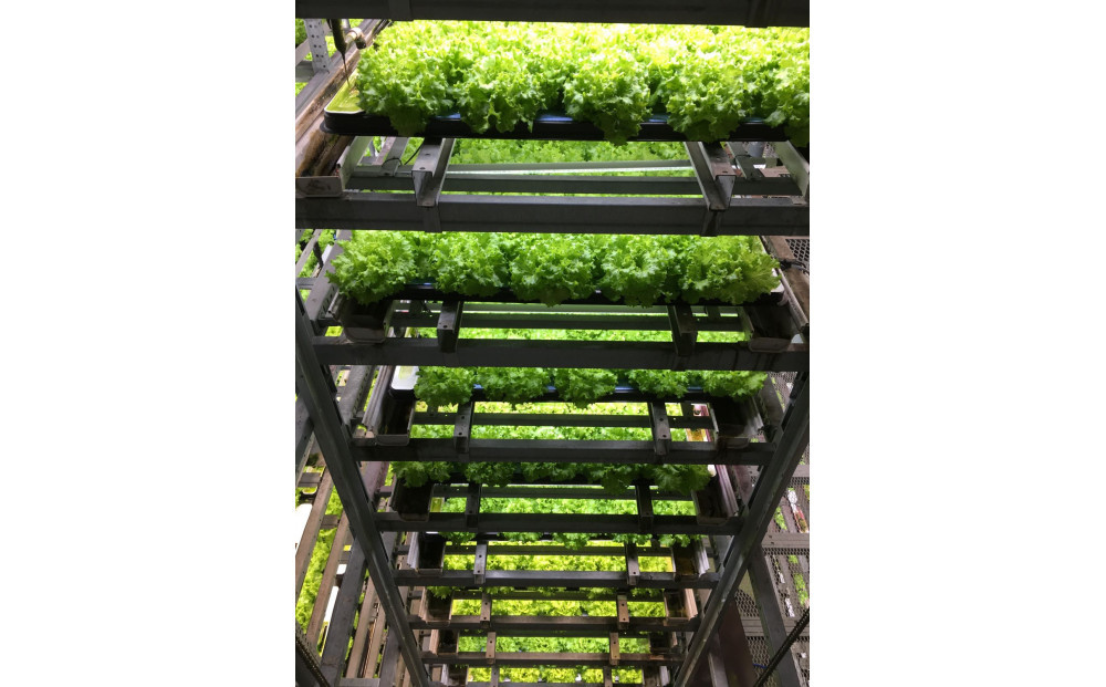 Osaka Agri Marche フリルレタス・バタビアレタス