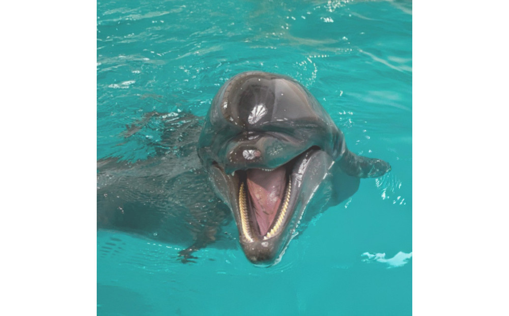 ノアドルフィンドーム ペア入場券