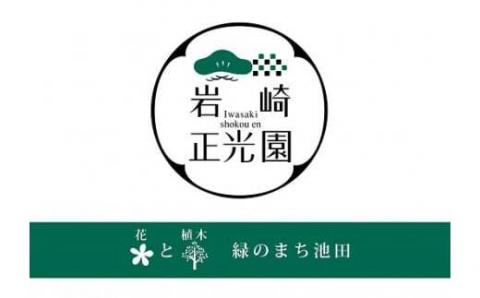 【46-01】 岩崎正光園 五葉松盆栽