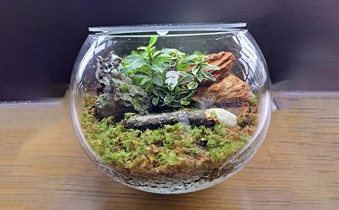 【46-11】 岩崎正光園  苔テラリウム