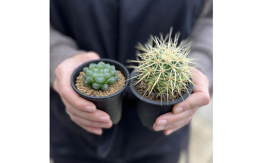 【39-02】 養庄園 キラキラ多肉植物セット