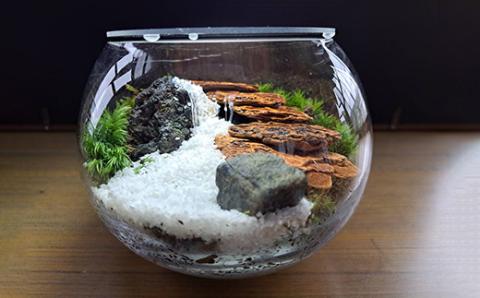 【46-11】 岩崎正光園  苔テラリウム