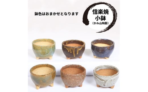 【39-01】 養庄園 ワクワク多肉植物 陶器入りセット