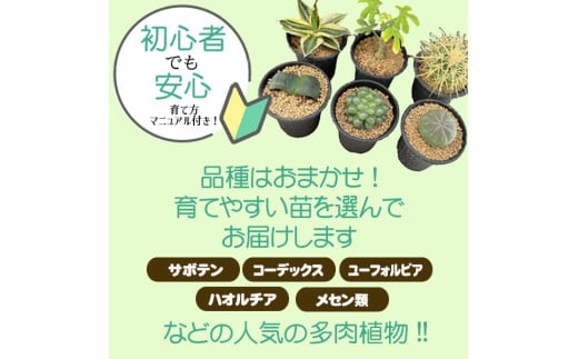 【39-02】 養庄園 キラキラ多肉植物セット