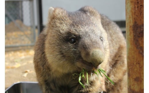【24-08】五月山動物園　ウォンバットグッズBセット