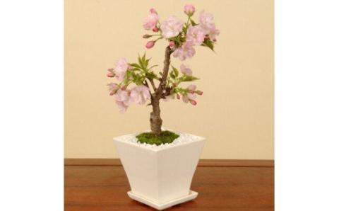 【39-03】 養庄園 ミニ盆栽：桜盆栽