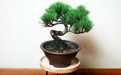 【46-01】 岩崎正光園 五葉松盆栽