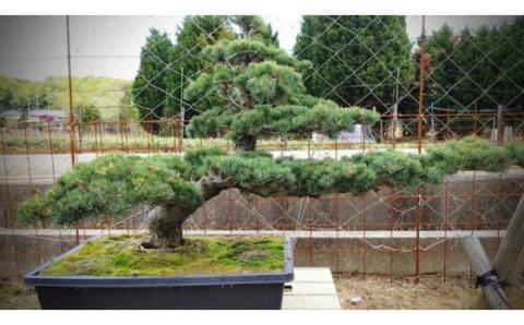 【46-06】 岩崎正光園 五葉松（鉢植え）