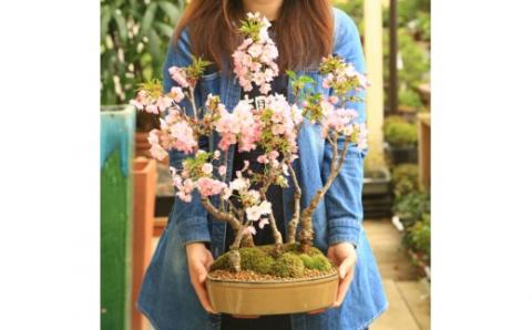 【39-09】 養庄園 桜五本寄せ盆栽