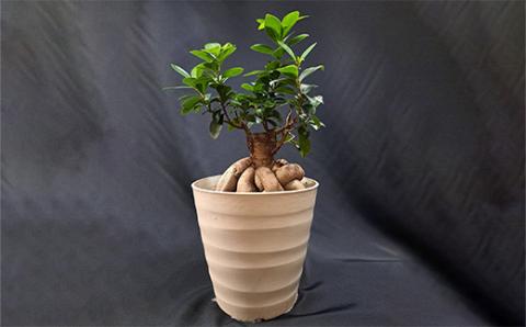 【46-10】 岩崎正光園  ガジュマル鉢植え