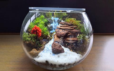 【46-11】 岩崎正光園  苔テラリウム