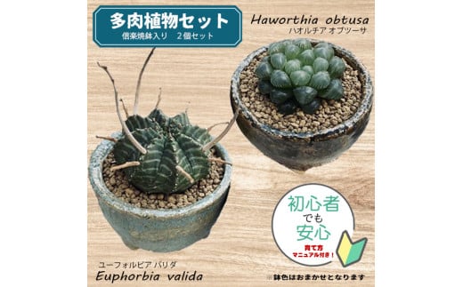 【39-01】 養庄園 ワクワク多肉植物 陶器入りセット