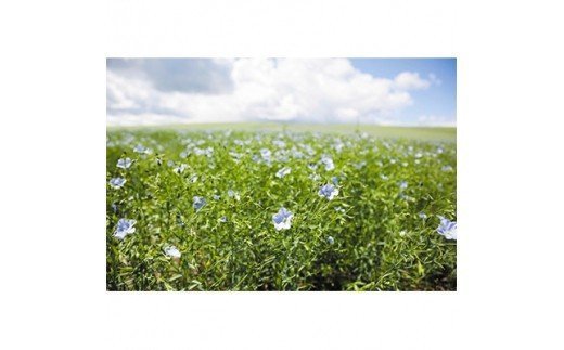 リネンコットンガーゼ ケット・敷パッド・綿ひざ掛け 3点セット シングル [0299]