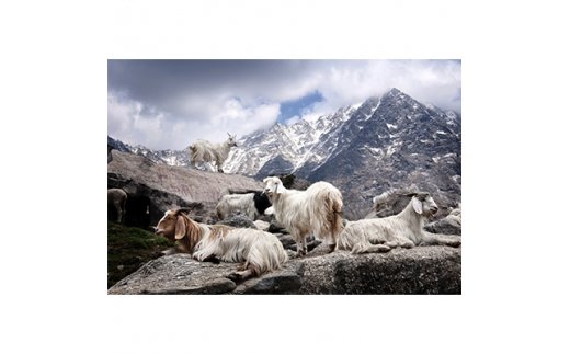 希少ベビーカシミヤ100%洗えるネックウォーマー日本製 Fタイプ ベージュ 1枚 201FBE [1157]