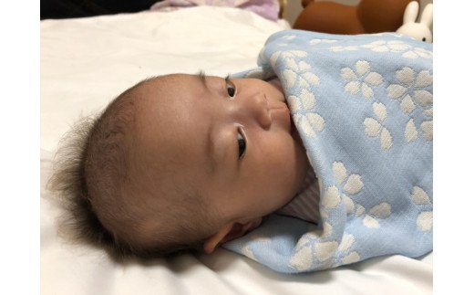 コットン ジャカード織 やわらか五重ガーゼひざ掛け 約70×100cm ブルー色 FNG007 [3238]