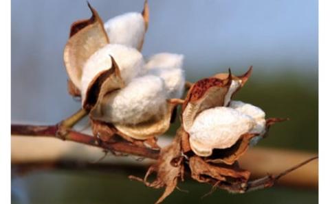 ザ・ラストタオル フェイスタオル3枚セット 32×85cm【サンド】[4204]