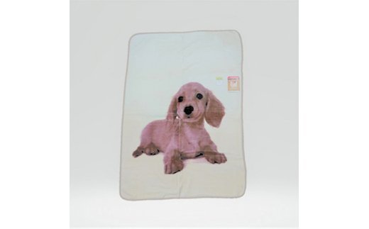 泉大津製 モイスチャー加工ハーフケット ダックスフンド犬 縦ベージュ [0747]