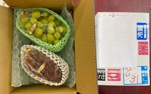 ＜2026年 先行受付 8月中旬発送＞【貝塚市産】シャインマスカット＆おまかせ各１房 約1.2kg