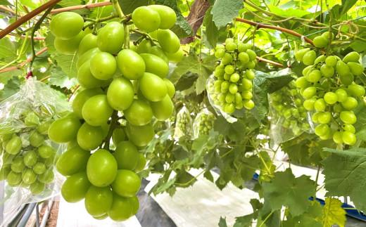 ＜2026年 先行受付 8月中旬発送＞【貝塚市産】特選シャインマスカット２房入り 1.4kg以上