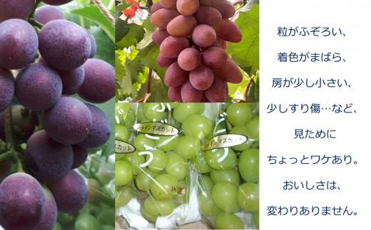 ＜2026年 先行受付 8月中旬発送＞【貝塚市産】訳あり・ご家庭用ぶどう約1.5kg