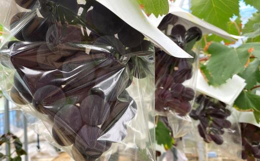 ＜2026年 先行予約8月中旬発送＞【貝塚市産】特選ブラックビート２房入り 1.4kg以上