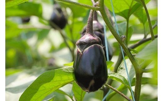 【先行予約】中出農園　泉州水なす漬６個＋生水なす６個セット