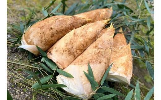 ＜2026年3月下旬発送予定＞【生産者直送・貝塚市木積産】朝掘りたけのこ２kg