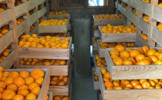 【2026年1月以降に順次発送】季節の味覚！貝塚市産 温州みかん10kg