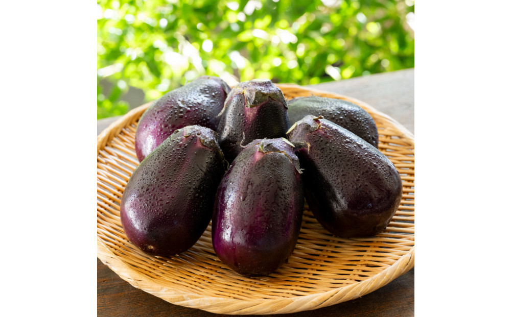 【年中発送】泉州特産　水なす漬け　特選ランク12個入り