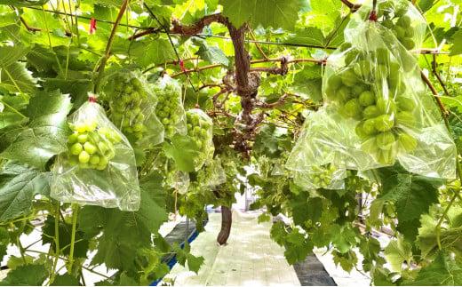 ＜2026年 先行受付 8月中旬発送＞【貝塚市産】訳あり・ご家庭用ぶどう約1.5kg