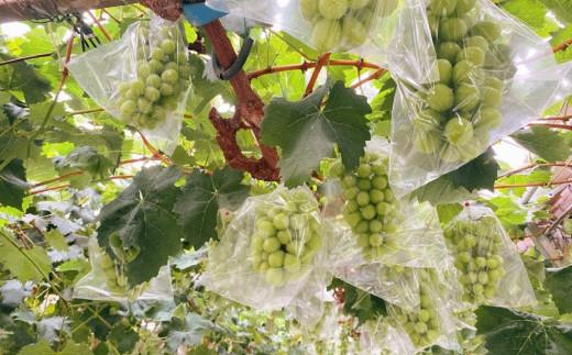 ＜2026年 先行予約8月中旬発送＞【貝塚市産】特選シャインマスカット 650g以上