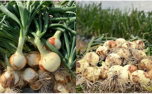 ＜先行予約＞肉厚！大阪泉州新玉ねぎ10kg