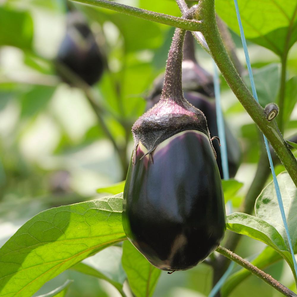 【先行予約】泉州水なす（生）１０個入り