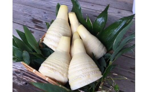 ＜2026年3月下旬発送予定＞【生産者直送・貝塚市木積産】朝掘り竹の子水煮 １kg