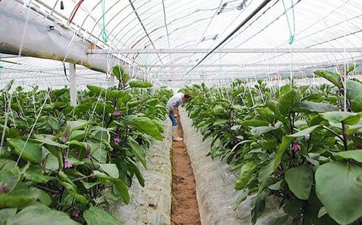 水なすの田舎漬(古漬)12個入【南漬物】