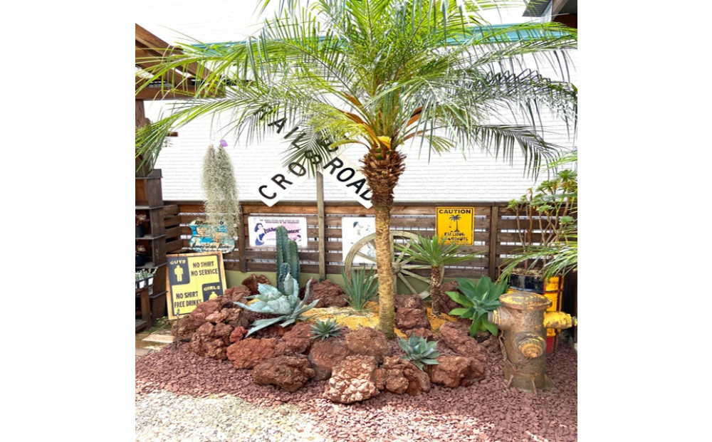 【110～130cm】ヤシの木1本 フェニックス・ロべレニー ロべヤシ