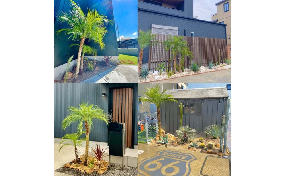 【190～210cm】ヤシの木1本 フェニックス・ロべレニー ロべヤシ