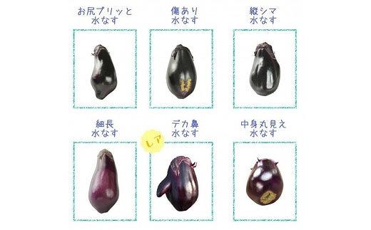 ＜先行予約＞北野農園【農家直送】ワケあり泉州水なす20個