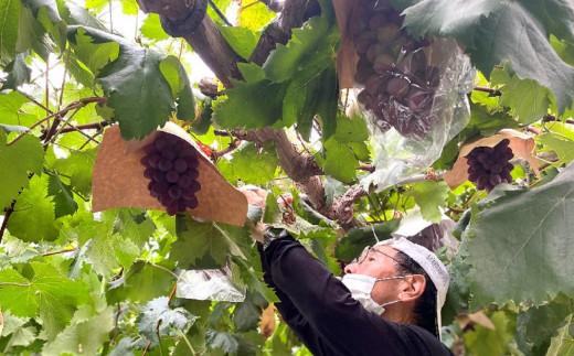 ＜2026年 先行受付 8月中旬発送＞【貝塚市産】訳あり・ご家庭用ぶどう約1.5kg