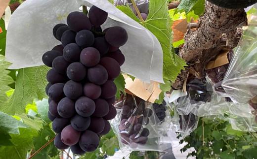 ＜2026年 先行予約8月中旬発送＞【貝塚市産】特選ブラックビート２房入り 1.4kg以上