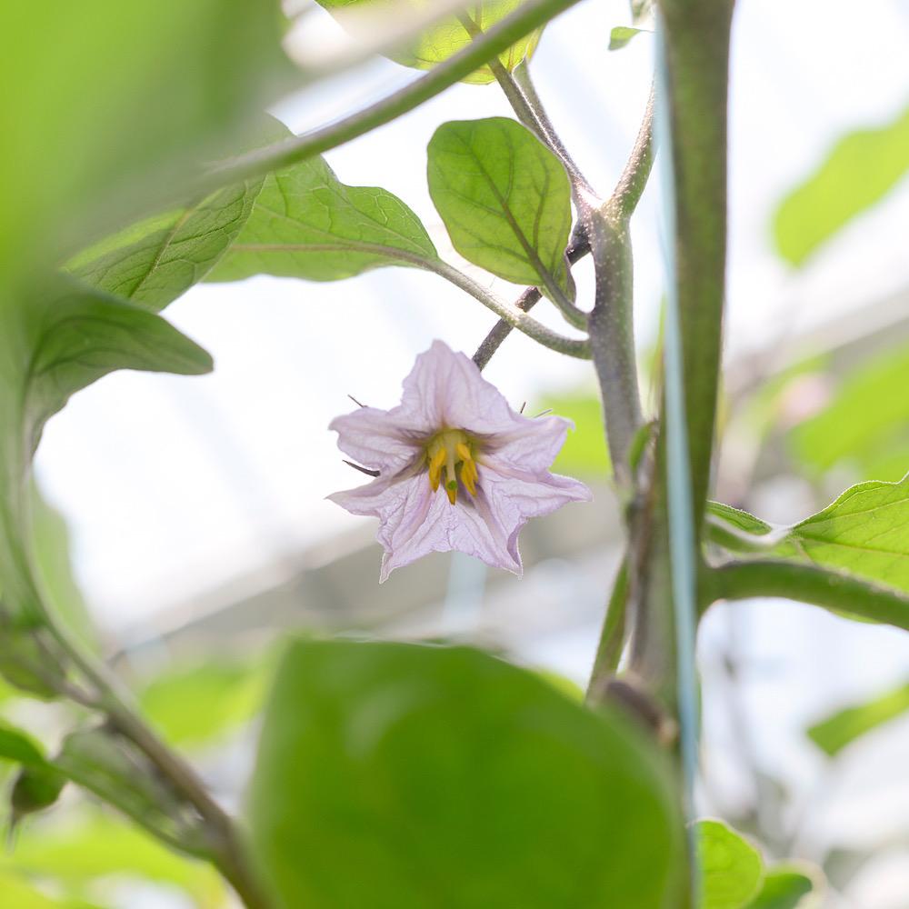 【先行予約】泉州水なす（生）１０個入り