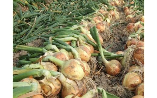 ＜2026年5月下旬発送＞泉州玉ねぎミックスサイズ５kg　保存用ネット付