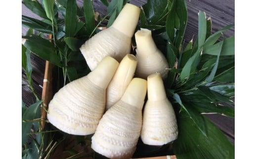 ＜2026年3月下旬発送予定＞【生産者直送・貝塚市木積産】朝掘り竹の子水煮 １kg