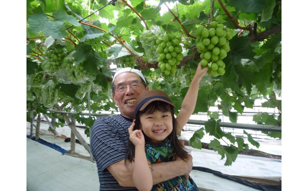 ＜2026年 先行受付 8月中旬発送＞【貝塚市産】高級ぶどう３種詰合せ４～５房入り 約2.4kg