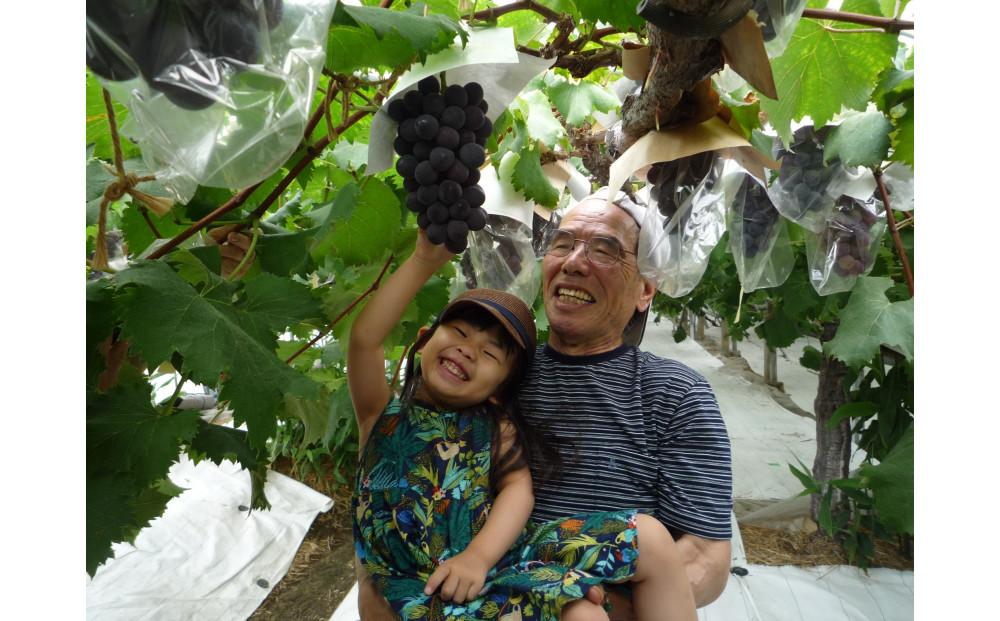 ＜2026年 先行予約8月中旬発送＞【貝塚市産】特選ブラックビート２房入り 1.4kg以上