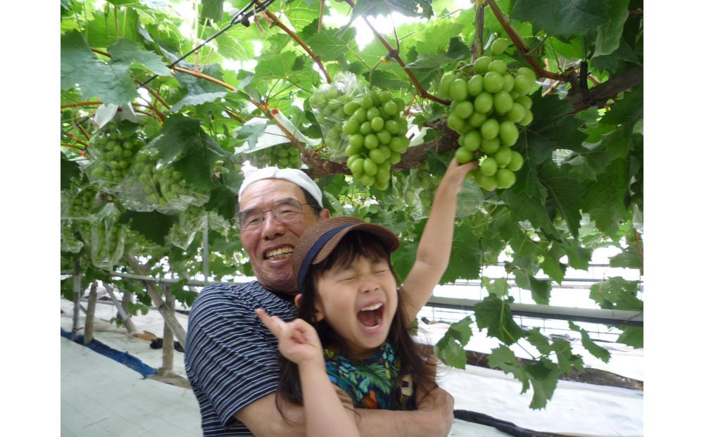 ＜2026年先行受付8月中旬発送＞【貝塚市産】特選グロースクローネ750g以上