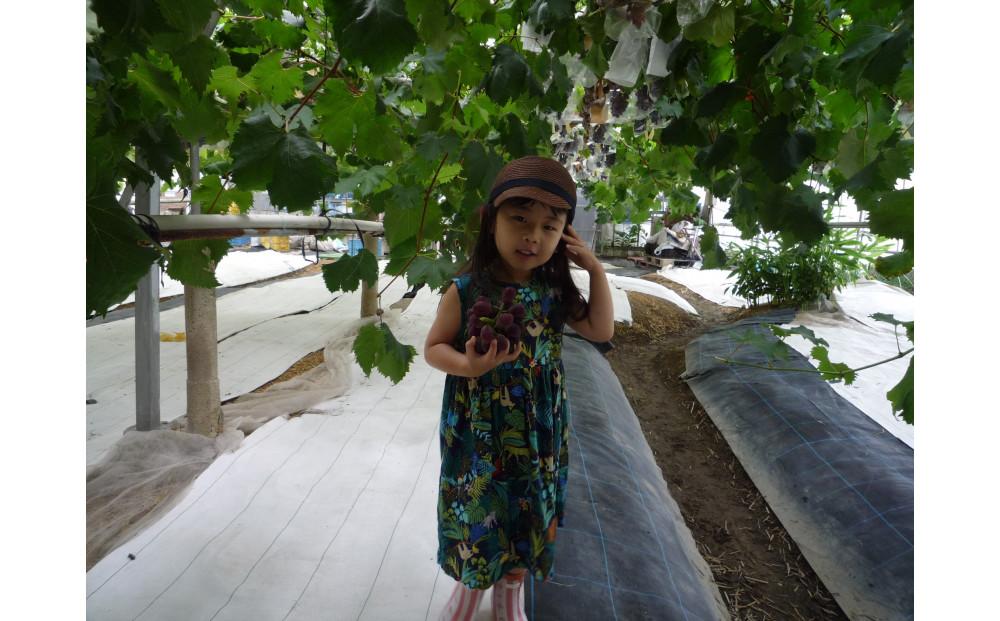 ＜2026年 先行受付7月下旬発送＞【貝塚市産】サニールージュ3～４房　1.3kg以上 