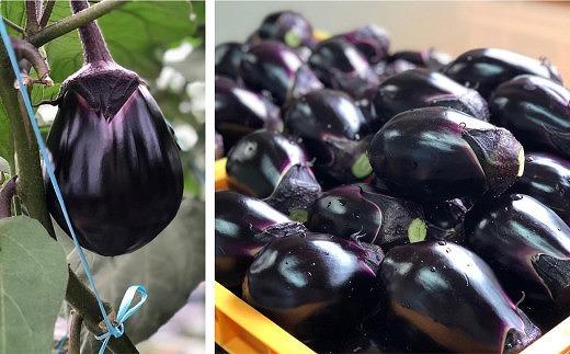 【先行予約】中出農園　泉州水なす漬10個入り