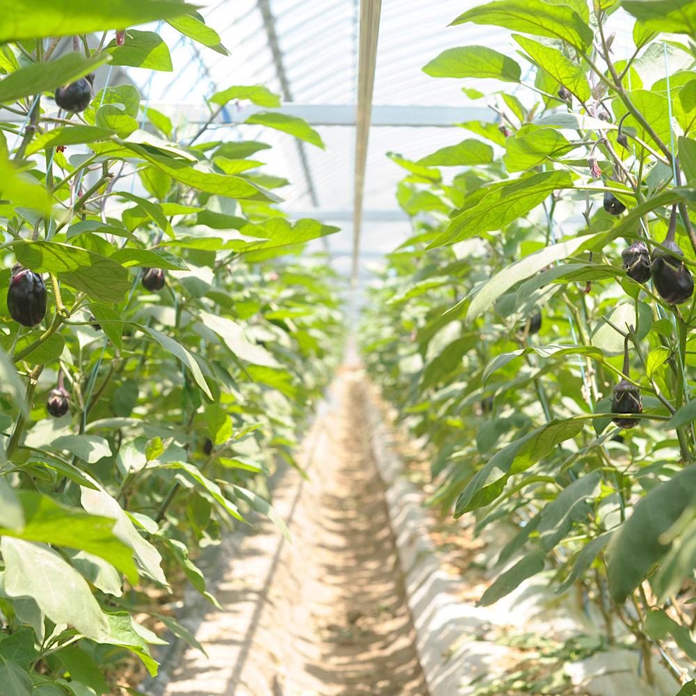 【先行予約】泉州水なす（生）１０個入り